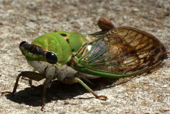 Neotibicen superbus