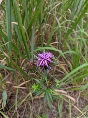 Liatris squarrosa