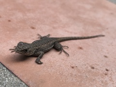 Sceloporus occidentalis