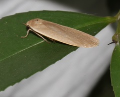 Danielithosia immaculata