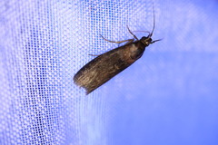 Sciota fumella