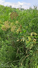 Angelica archangelica