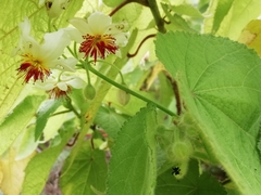 Sparrmannia africana
