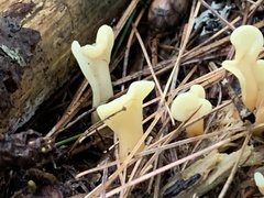 Spathulariopsis velutipes