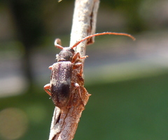 Exocentrus lusitanus