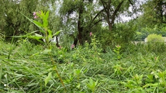 Impatiens glandulifera