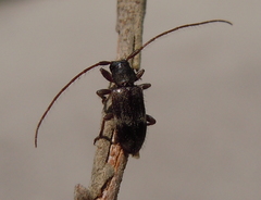 Exocentrus lusitanus