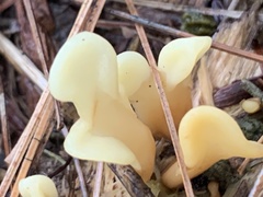 Spathulariopsis velutipes