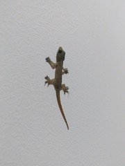 Hemidactylus garnotii