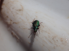 Agonum octopunctatum