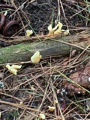 Spathulariopsis velutipes