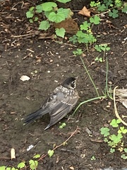 Turdus migratorius