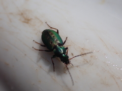 Agonum octopunctatum