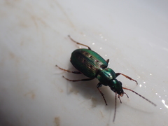 Agonum octopunctatum