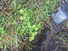 Parnassia asarifolia