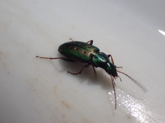 Agonum octopunctatum