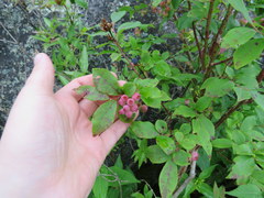 Vaccinium simulatum