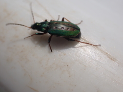 Agonum octopunctatum