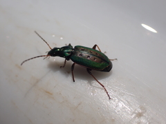 Agonum octopunctatum