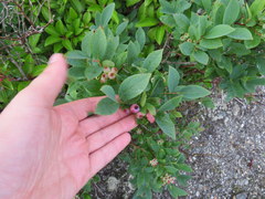 Vaccinium simulatum