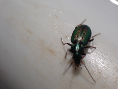 Agonum octopunctatum