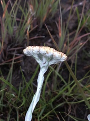 Helichrysum subglomeratum