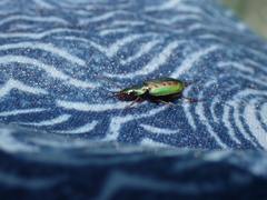 Agonum octopunctatum