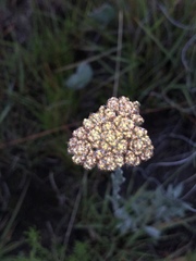Helichrysum subglomeratum