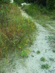 Jacobaea borysthenica