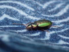 Agonum octopunctatum