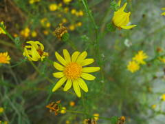 Jacobaea borysthenica