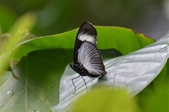 Hypolimnas anthedon anthedon