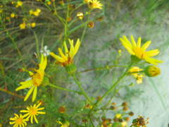 Jacobaea borysthenica