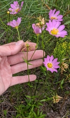 Sabatia kennedyana