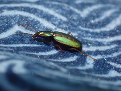 Agonum octopunctatum