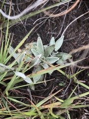 Helichrysum subglomeratum