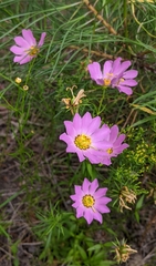 Sabatia kennedyana