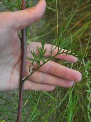 Jacobaea borysthenica
