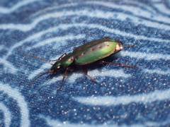 Agonum octopunctatum