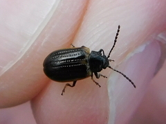 Microtheca ochroloma