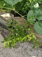 Capsicum annuum glabriusculum