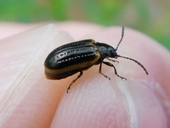 Microtheca ochroloma