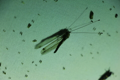 Ululodes macleayanus