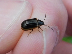 Microtheca ochroloma