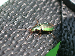 Agonum octopunctatum