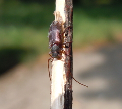 Exocentrus lusitanus