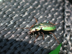 Agonum octopunctatum