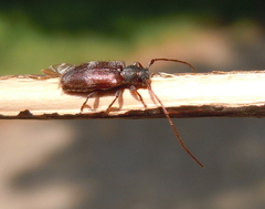 Exocentrus lusitanus