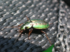 Agonum octopunctatum