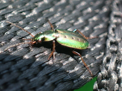 Agonum octopunctatum